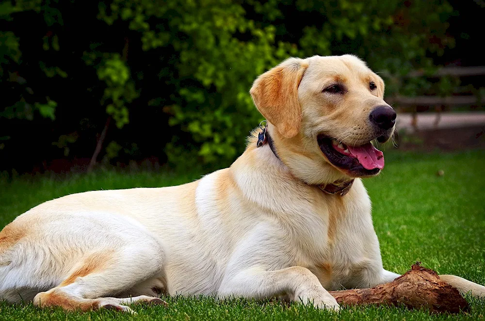 Labrador retriever