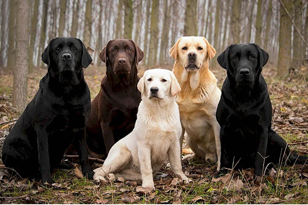 Labrador retriever
