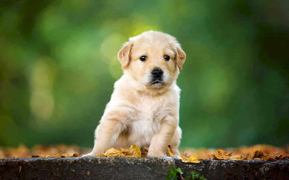 Labrador golden retriever