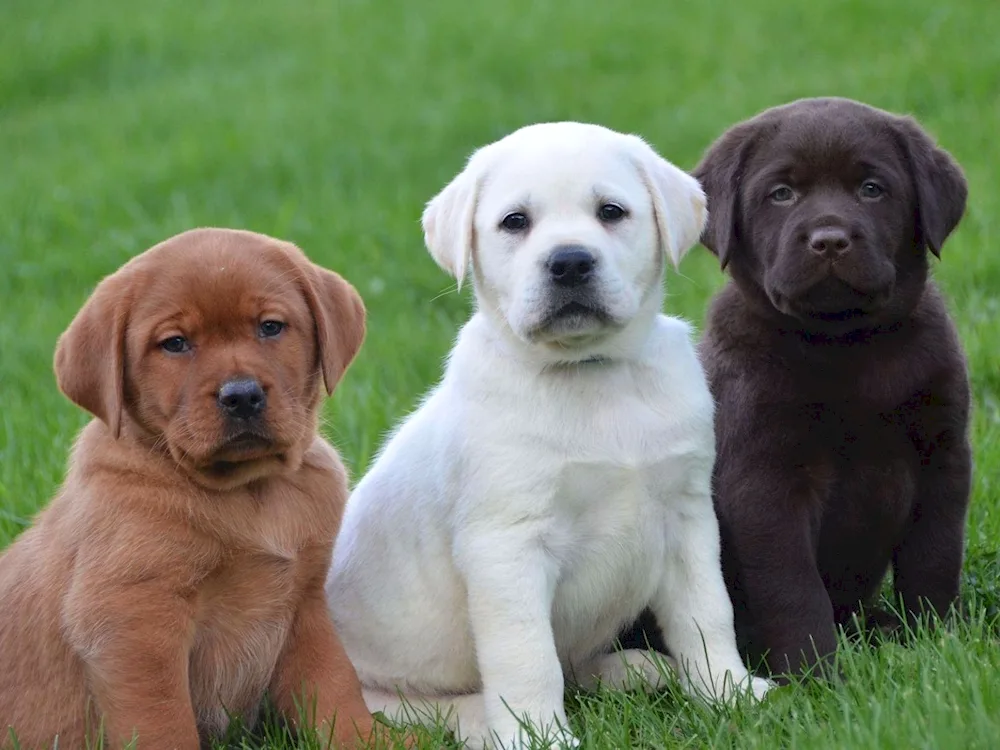 Labrador retriever