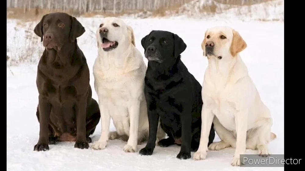 Labrador yellow