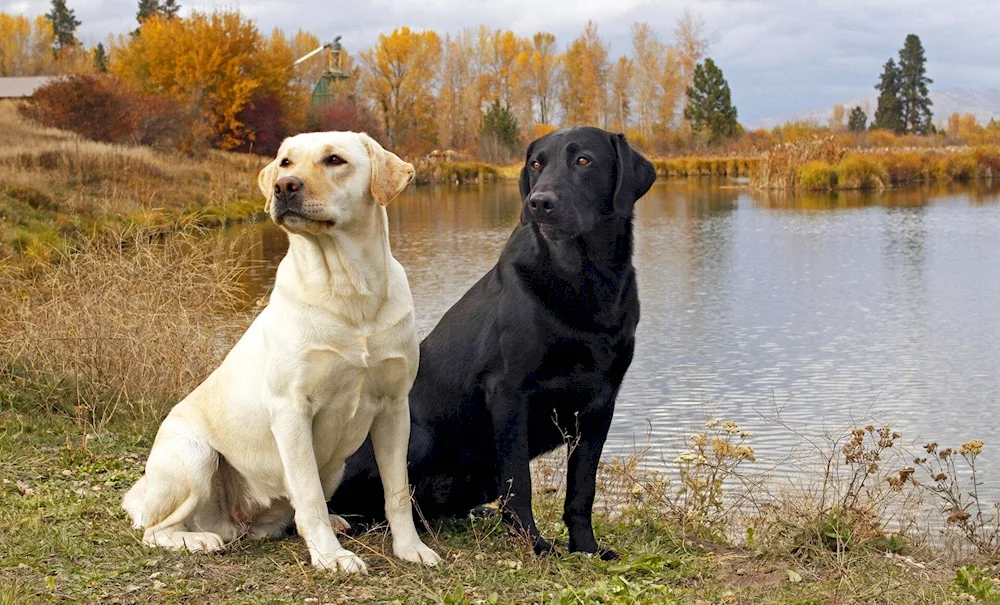 Labrador retriever