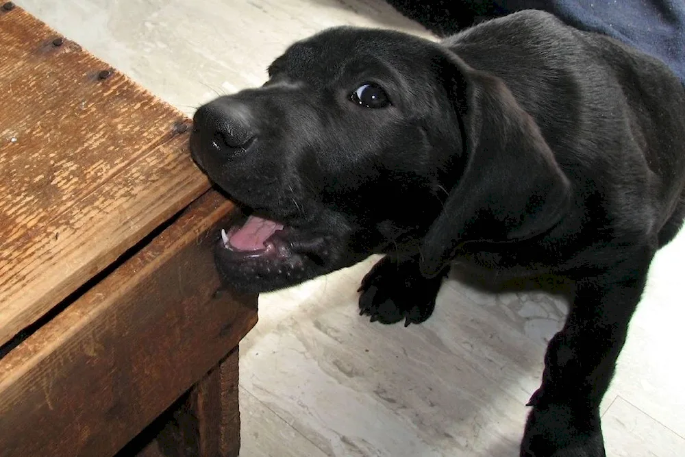 Labrador retriever