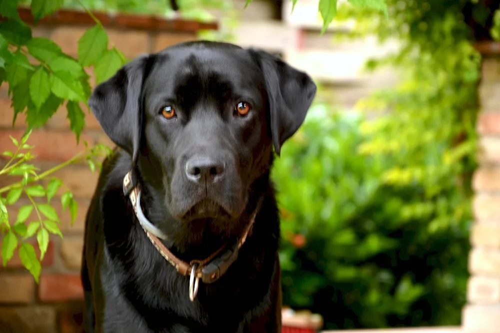 Labrador retriever