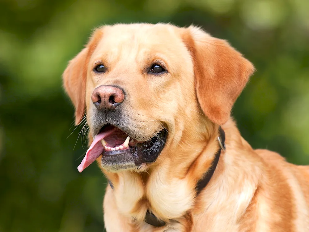 Labrador retriever dog breeds