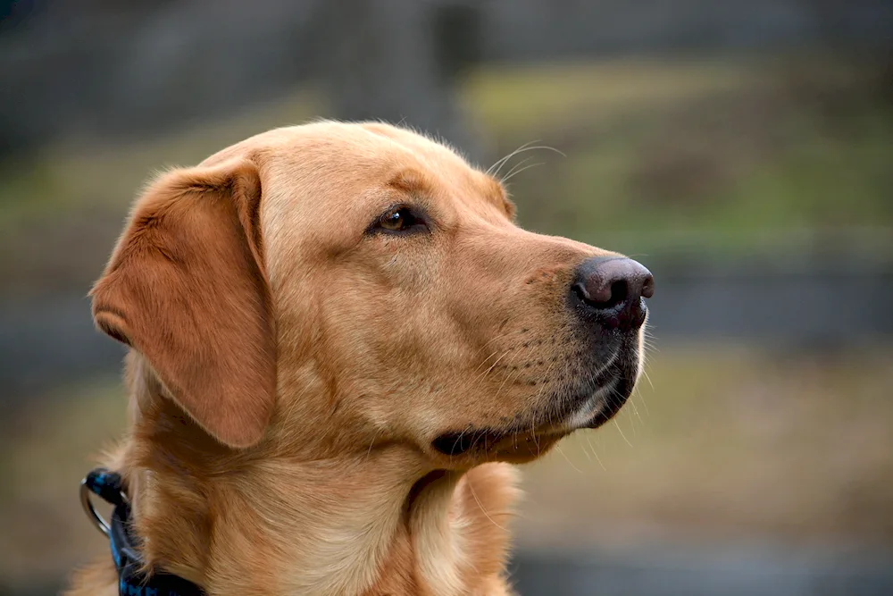 Labrador retriever