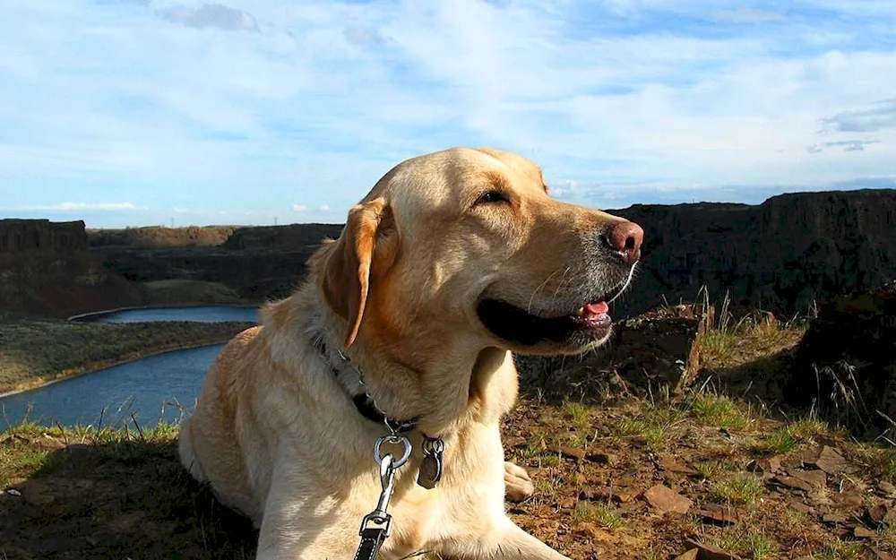 Labrador retriever