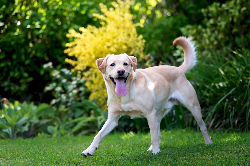 Labrador Retriever