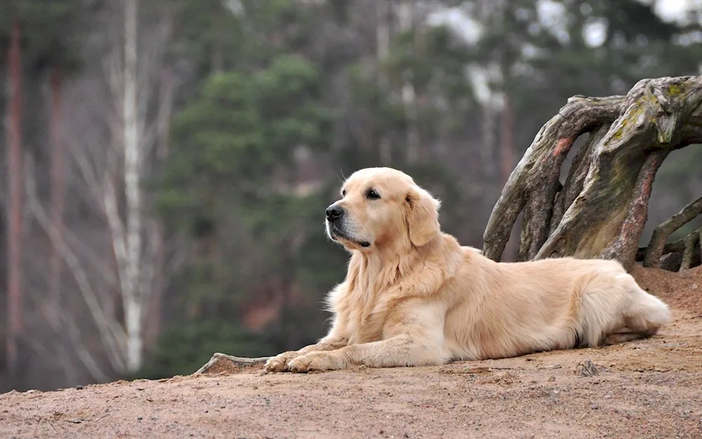 Golden retriever