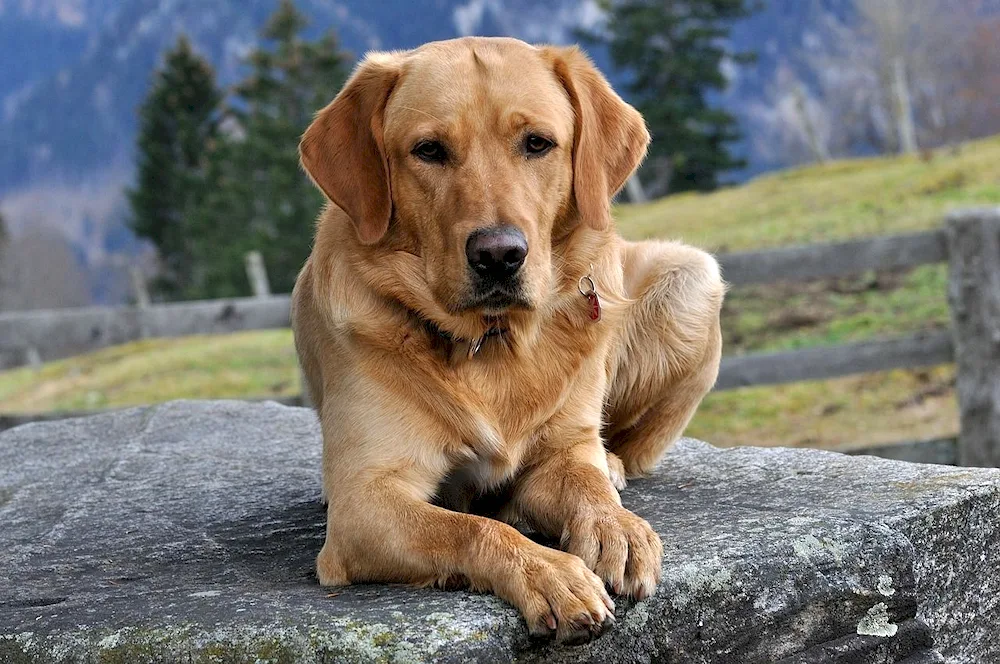 Labrador retriever golden