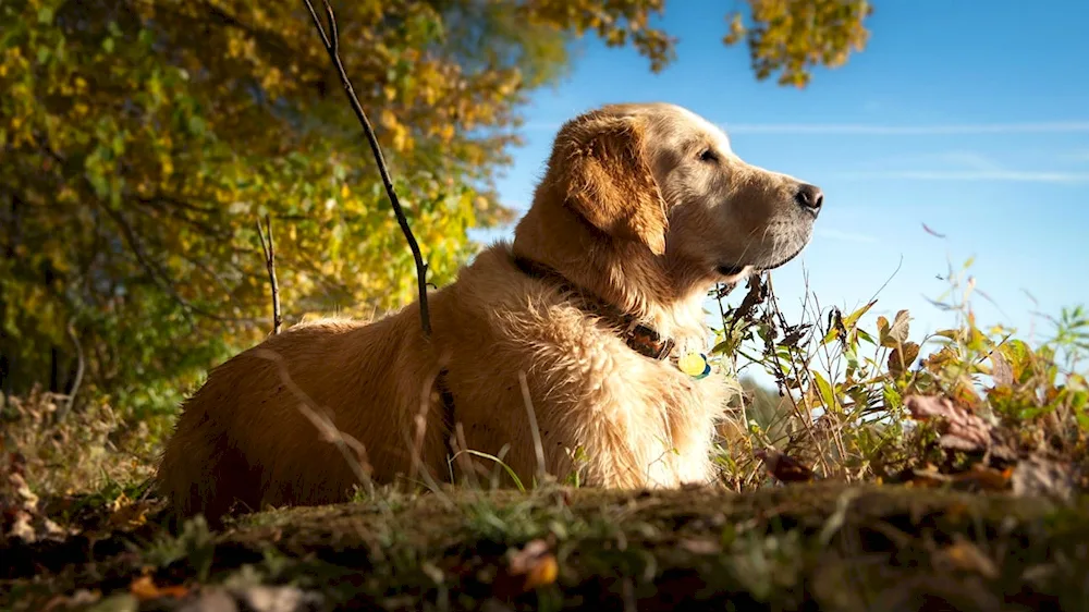 Labrador Red Labrador Retriever