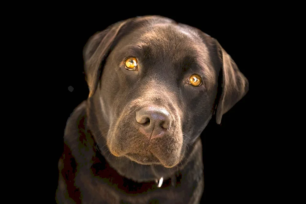 Labrador Retriever Red