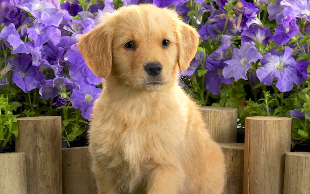Labrador retriever