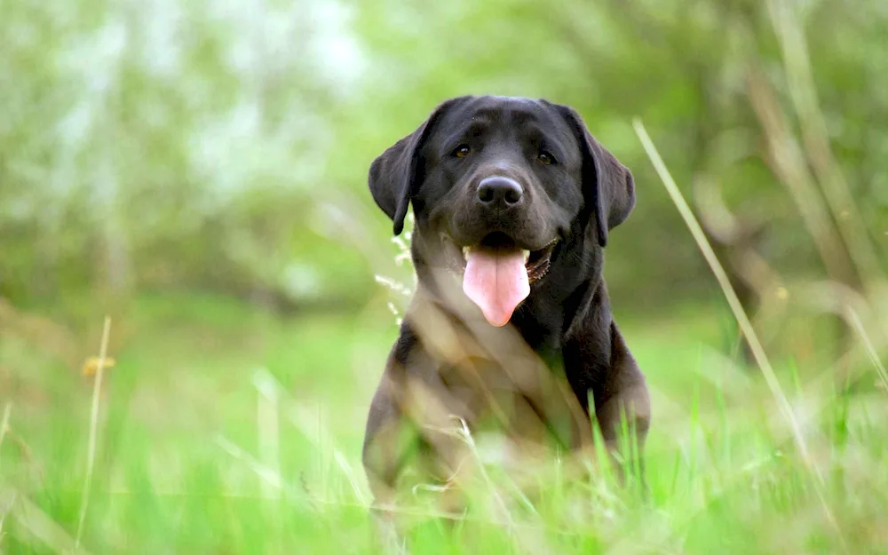 Labrador retriever