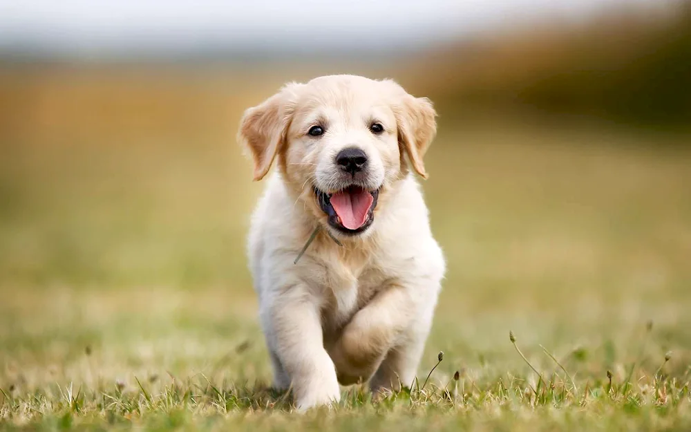 Labrador retriever