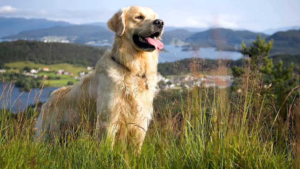 Labrador retriever. Golden