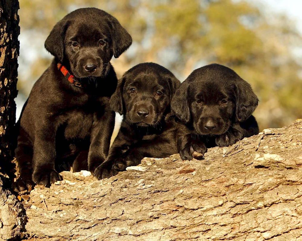 Labrador and German Shepherd