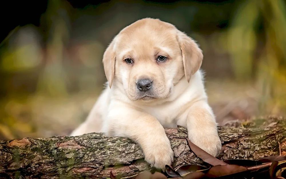 Labrador retriever