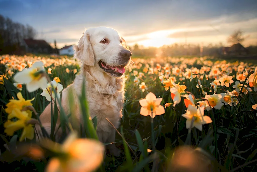 Dog with flower