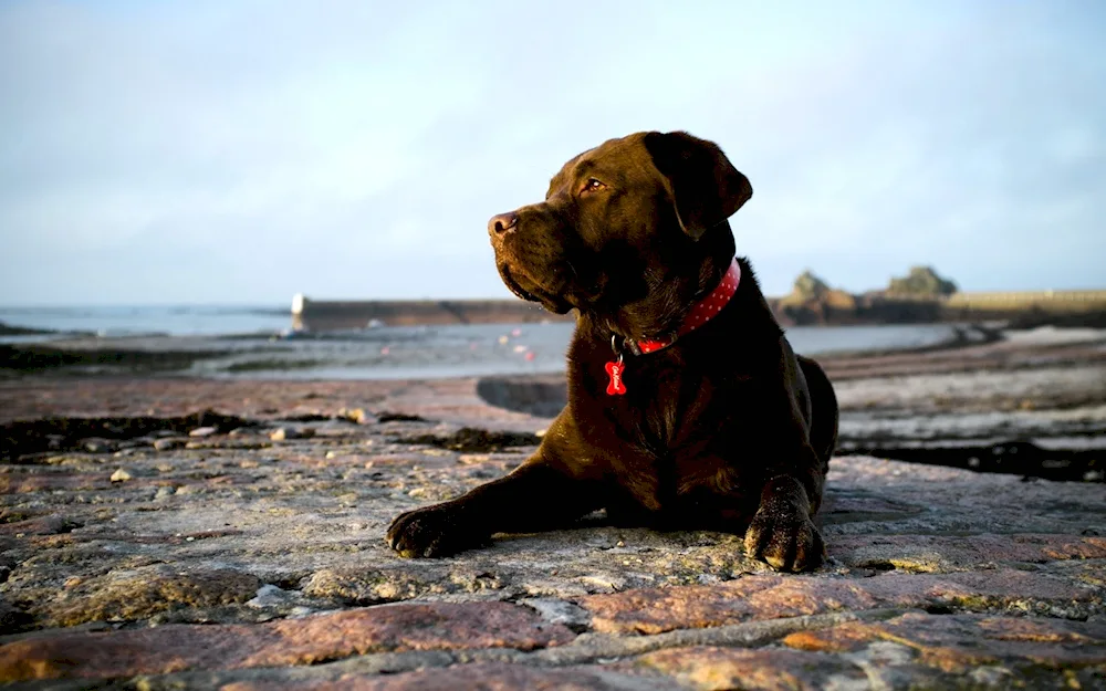 Labrador retriever