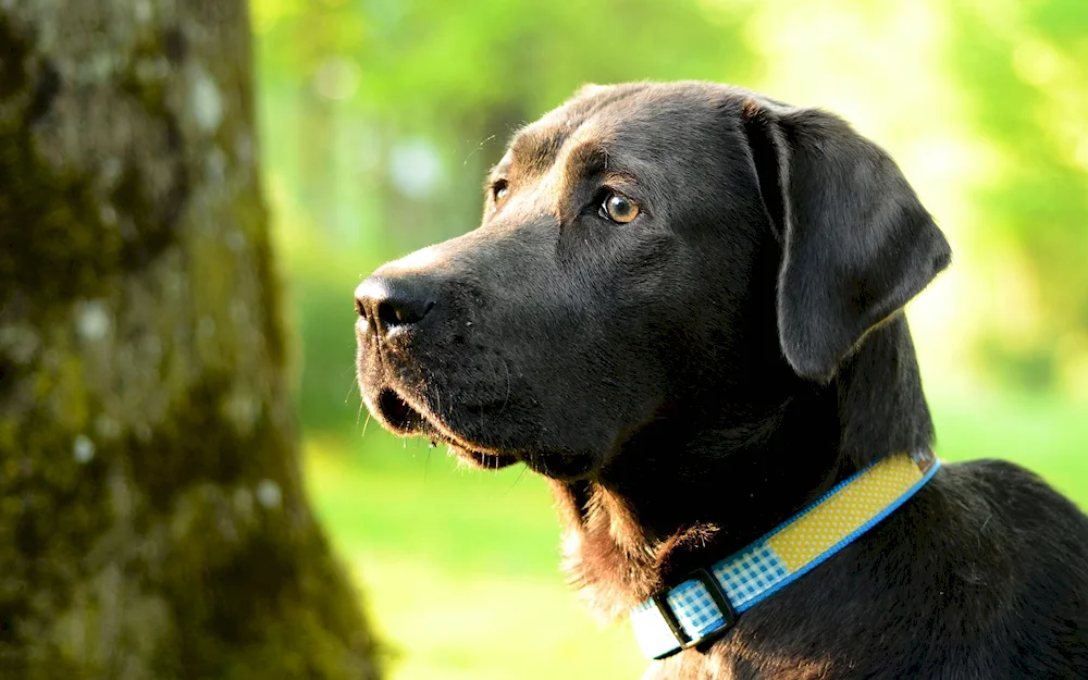 Labrador retriever