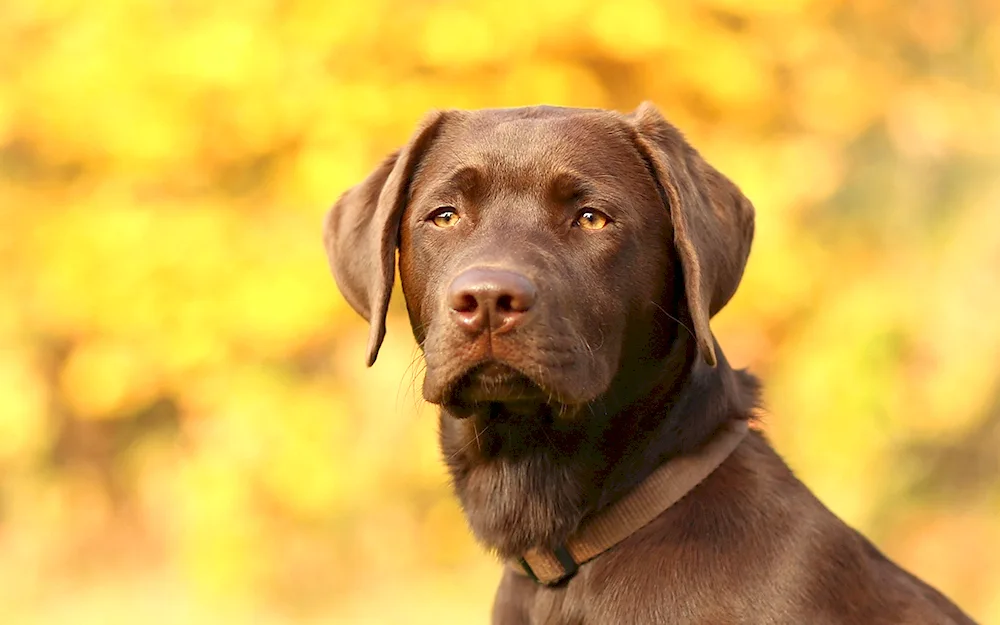 Chocolate Labrador Retriever