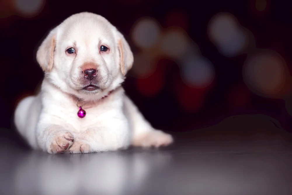 Labrador retriever