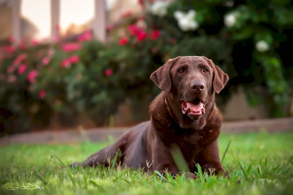 Labrador Retriever