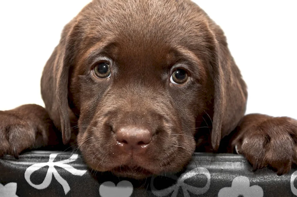 Dark Black Labrador