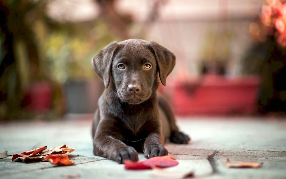 Chocolate Labrador