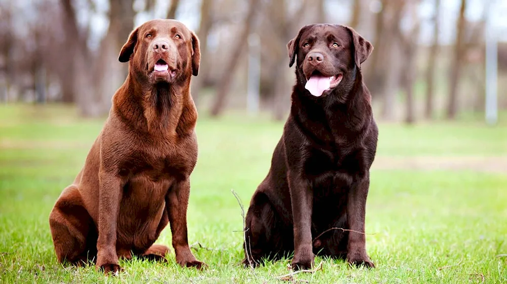 Chocolate Labrador