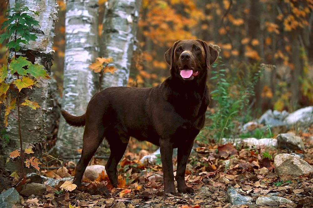 Labrador Retriever