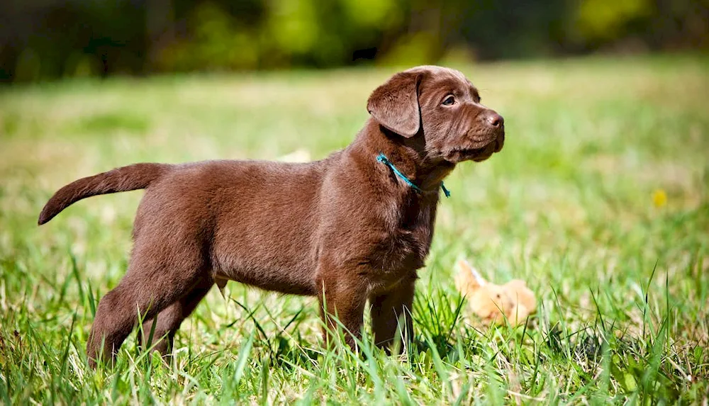 Labrador retriever