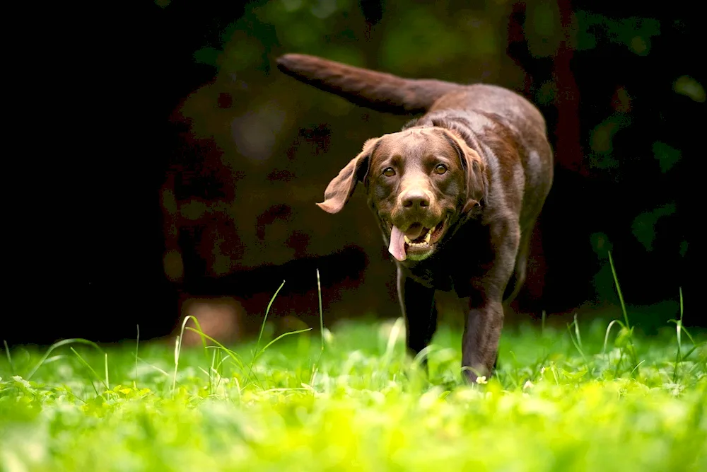 Labrador retriever