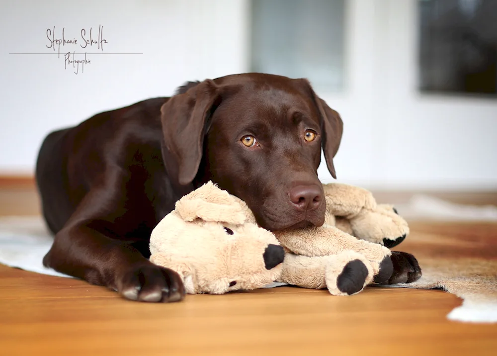 Labrador retriever