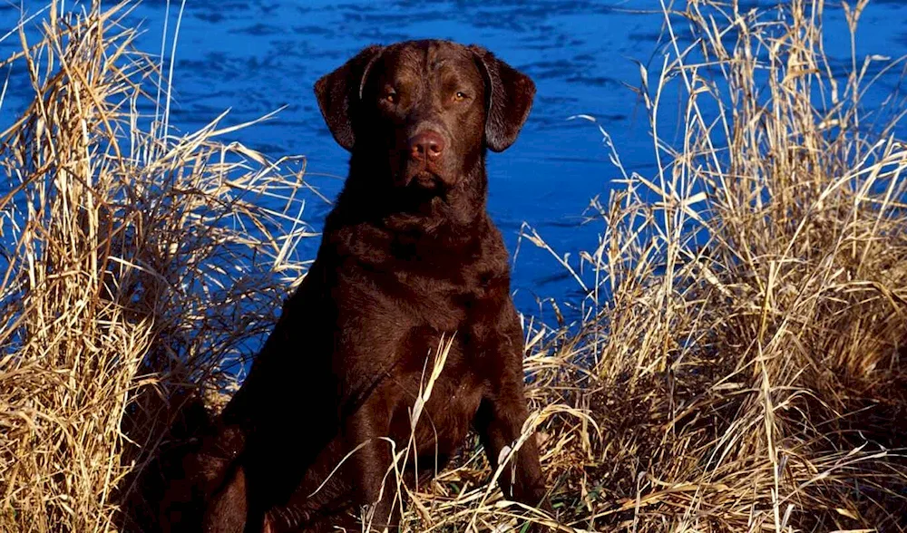 Labrador retriever