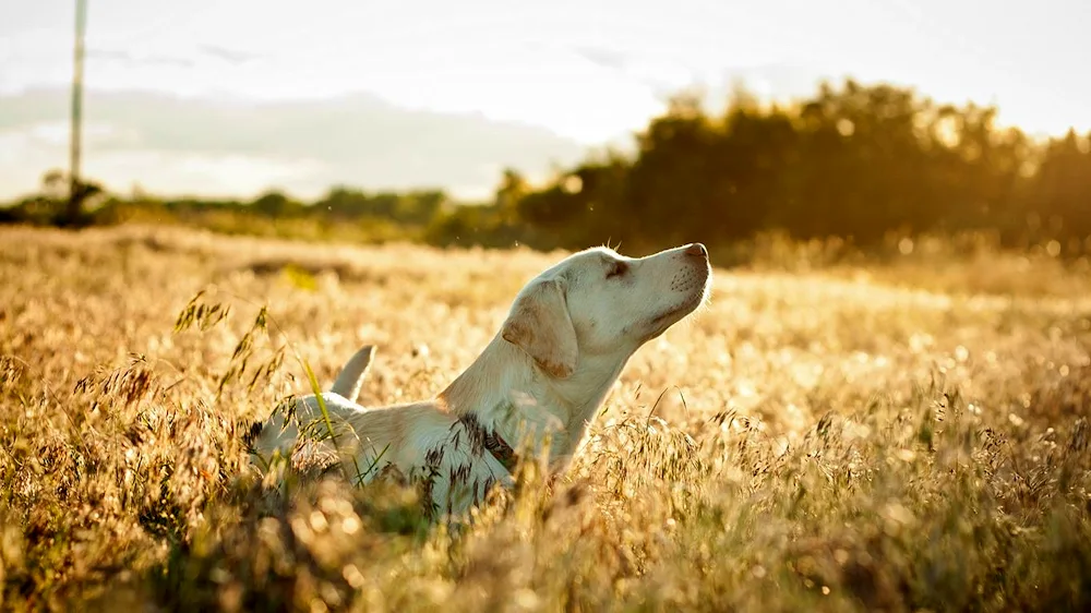 Dog on a railway track