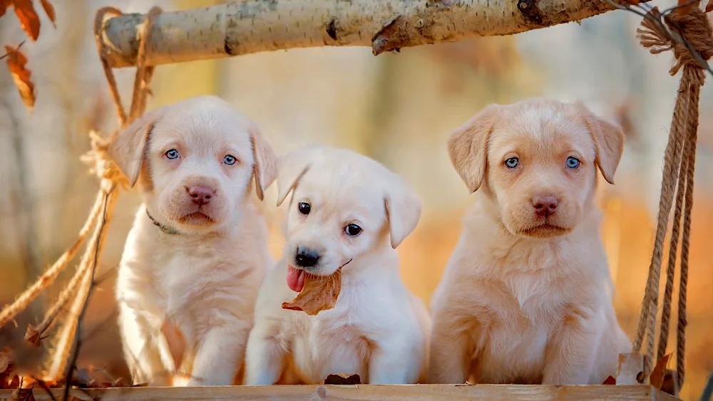 Labrador retriever