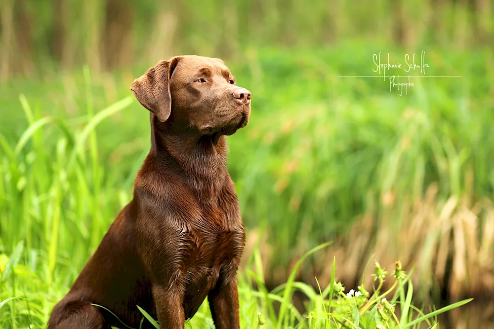 Labrador retriever