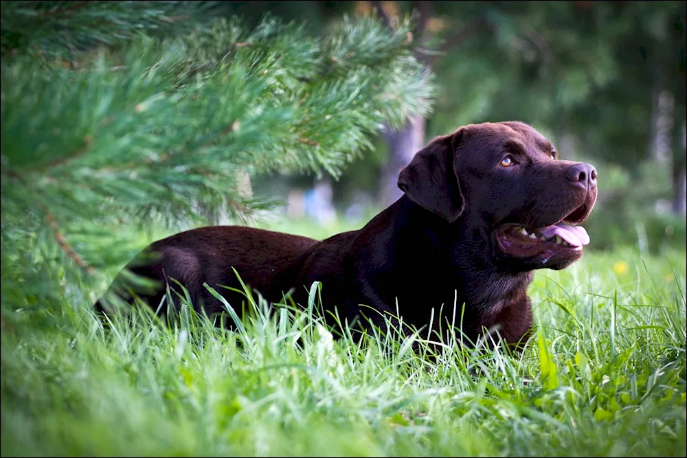 Labrador retriever