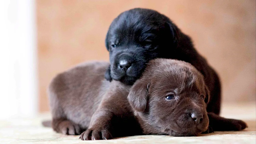 Newborn Labrador retriever