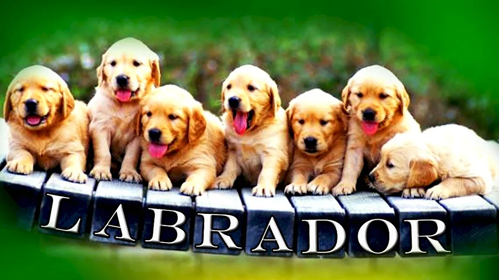 Labrador Retriever