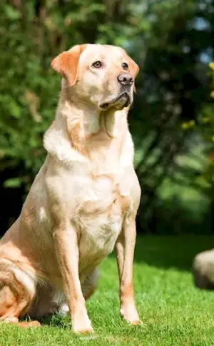 Labrador retriever