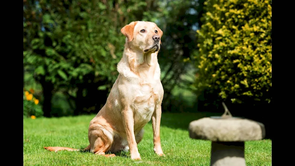 Labrador retriever