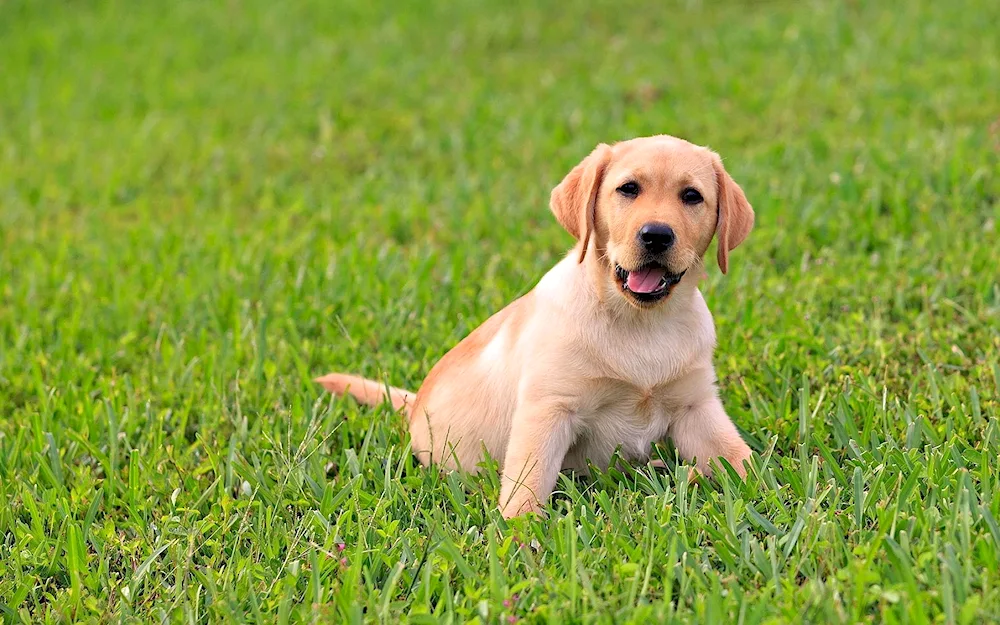 Labrador retriever