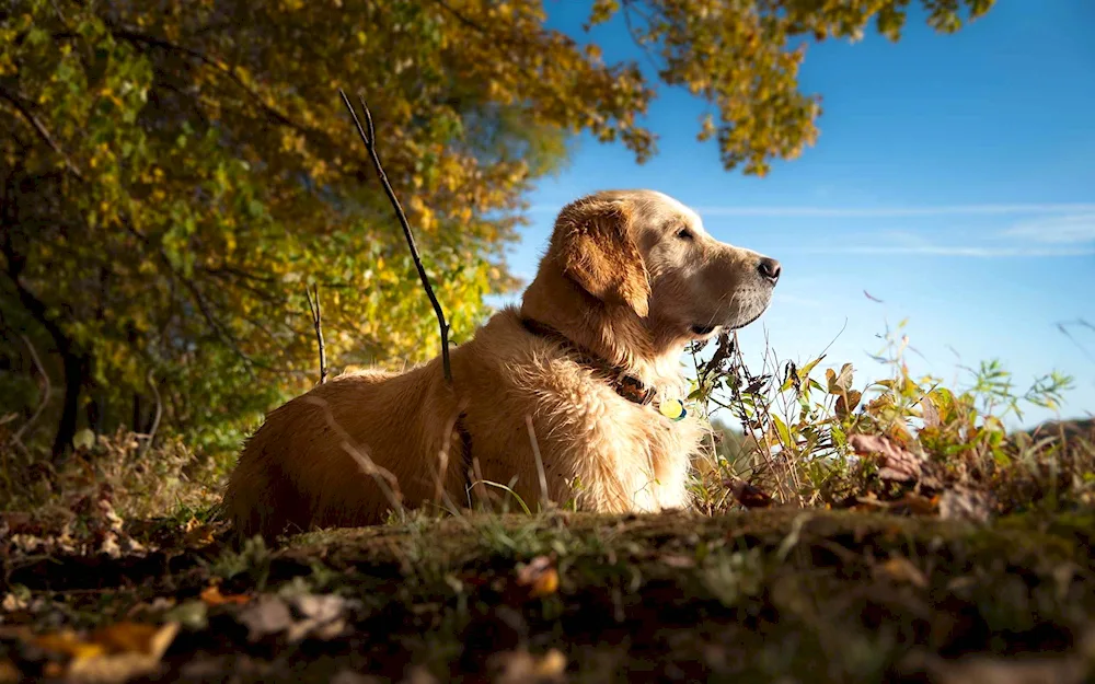 Labrador retriever