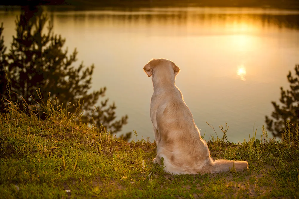 Labrador retriever