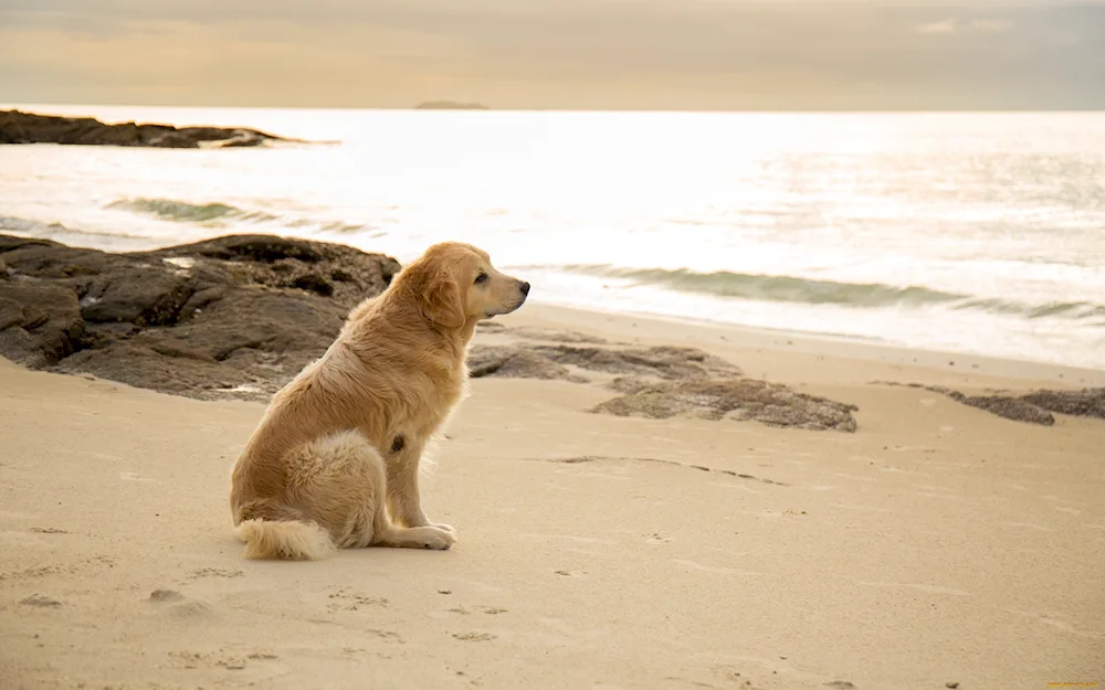 Labrador retriever