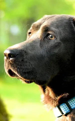 Labrador retriever