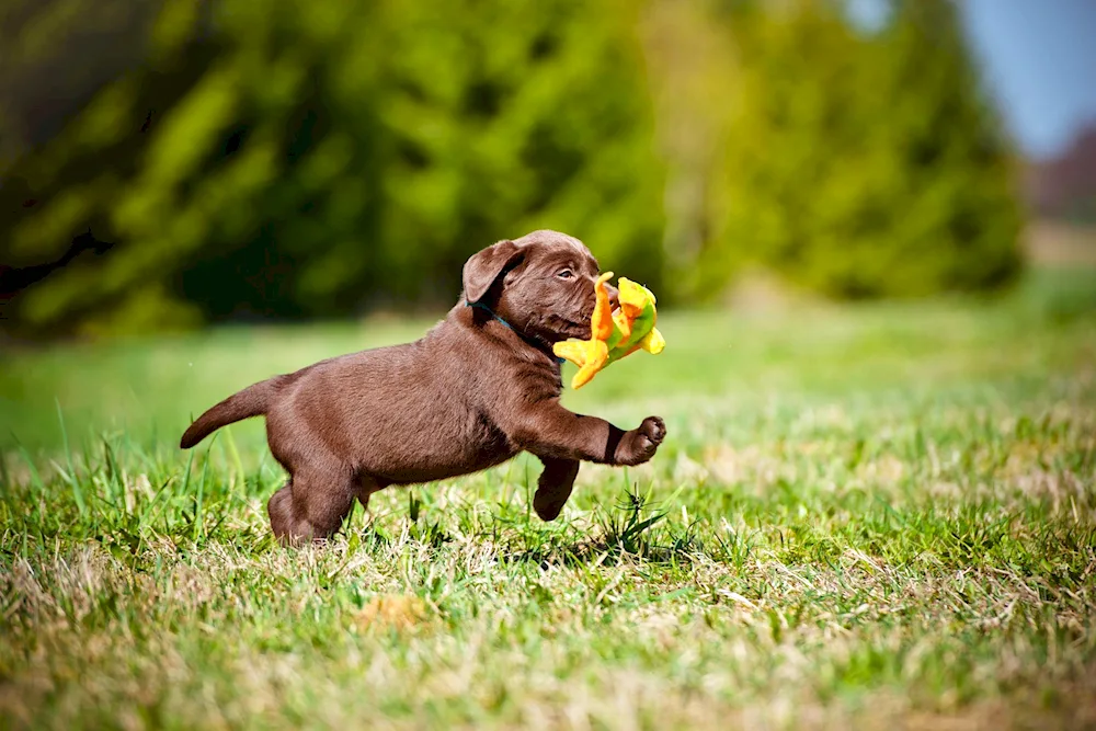 Labrador retriever